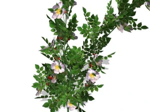 dogrose - 00018 3D Model