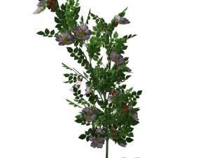 dogrose - 00018 3D Model
