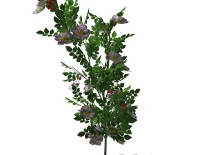 dogrose - 00018 3D Model