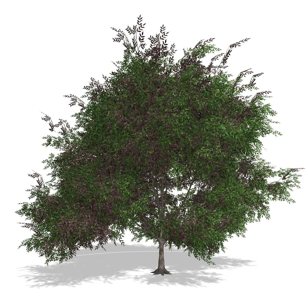 tree - 00019 3D Model .c4d .max .obj .3ds .fbx .stl .blend 