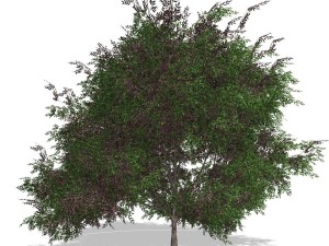 tree - 00019 Modèle 3D