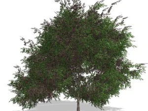 tree - 00019 3D Model