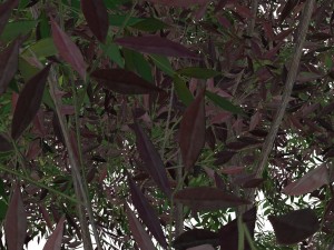 tree - 00019 3D 모델