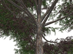 tree - 00019 3D 모델
