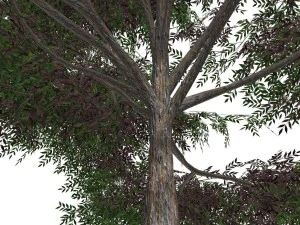 tree - 00019 3D Model