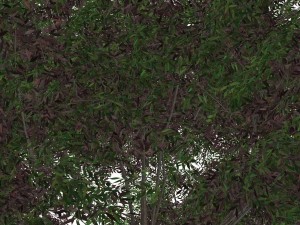 tree - 00019 3D 모델