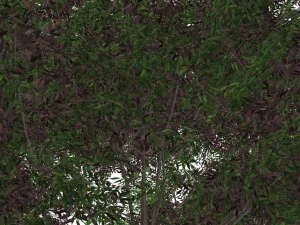 tree - 00019 3D Model