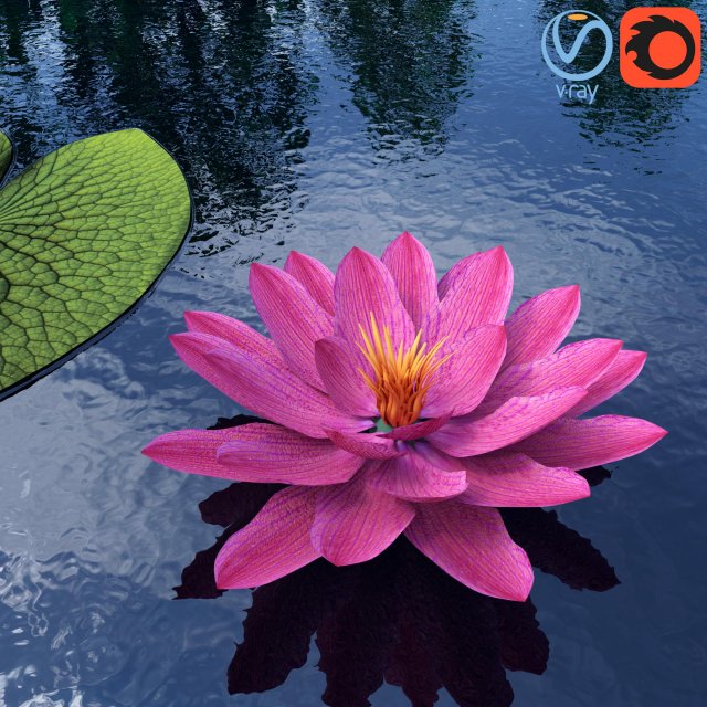 water lily - plant - 0001 Modello 3D .c4d .max .obj .3ds .fbx .stl .blend 