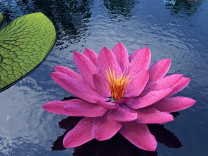 water lily - plant - 0001 3D-Modell