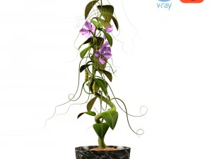 peas - with animation 3D Model