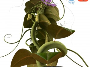 peas - with animation Modello 3D