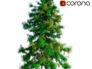 &aacute;rvore de cedro n&ordm; 1 Modelo 3D