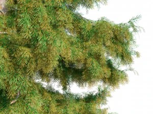 &aacute;rvore de cedro n&ordm; 1 Modelo 3D