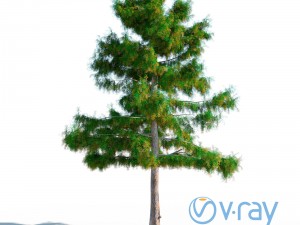 cedar tree no 2 Model 3D