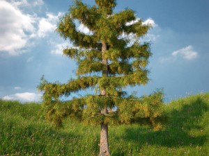 cedar tree no 2 3D-Modell