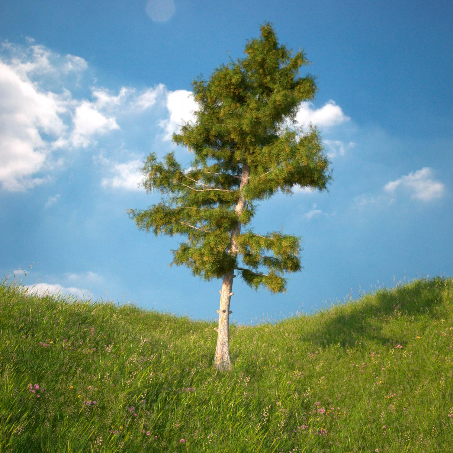 cedar tree no 3 3D Model .c4d .max .obj .3ds .fbx .stl .blend
