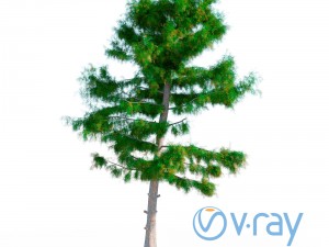 cedar tree no 3 Modelo 3D