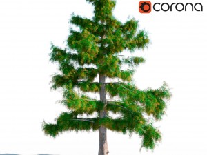 cedar tree no 4 3D Model