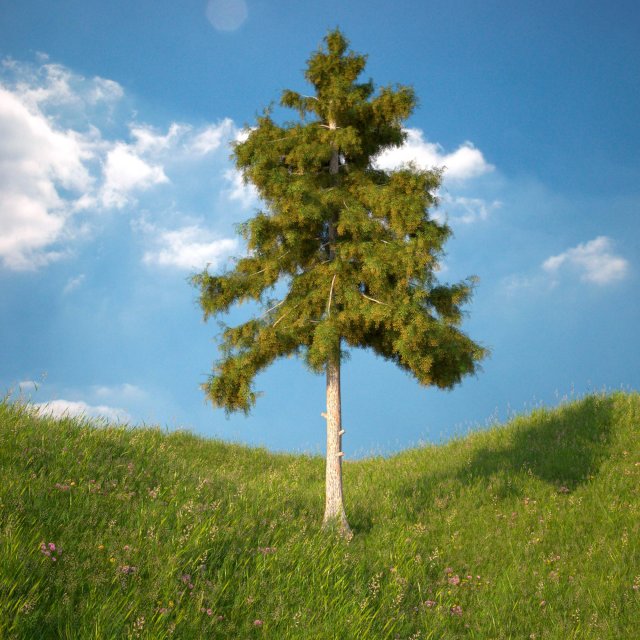 cedar tree no 5 3D 모델 .c4d .max .obj .3ds .fbx .stl .blend 