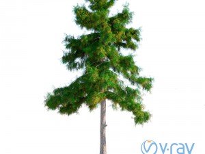 cedar tree no 5 3D 모델