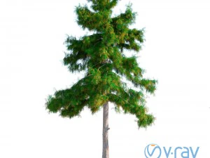 cedar tree no 5 3D Model