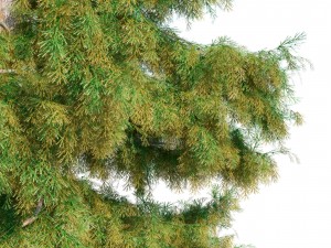 cedar tree no 5 3D 모델