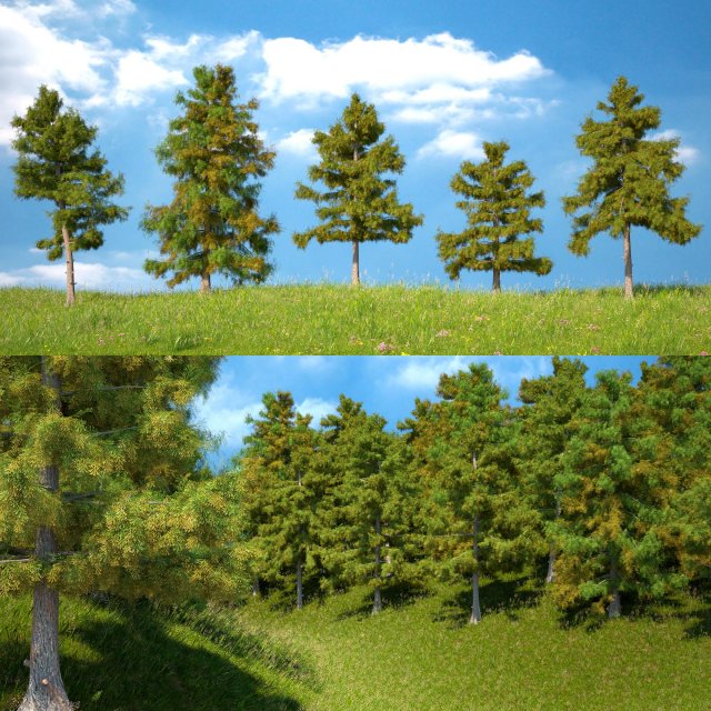 cedar tree collection 5 models 3D मॉडल .c4d .max .obj .3ds .fbx .stl .blend 