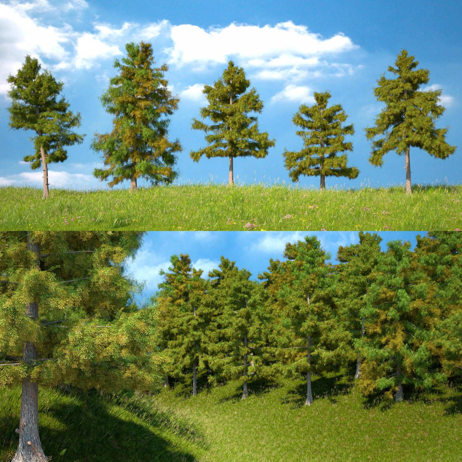cedar tree collection 5 models 3D Model .c4d .max .obj .3ds .fbx .stl .blend 