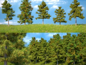 cedar tree collection 5 models 3D-Modell
