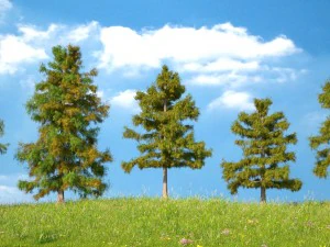 cedar tree collection 5 models 3D Model