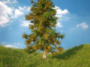 cedar tree collection 5 models 3D Model