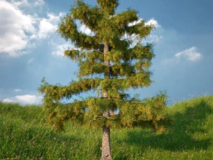cedar tree collection 5 models 3D Model