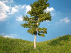 cedar tree collection 5 models 3D Model