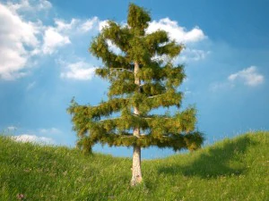 cedar tree collection 5 models 3D Model