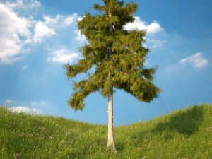 cedar tree collection 5 models 3D Model