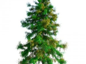 cedar tree collection 5 models 3D Model