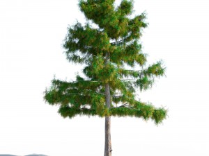 cedar tree collection 5 models 3D मॉडल