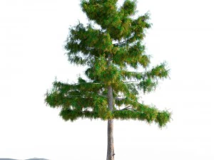 cedar tree collection 5 models 3D Model