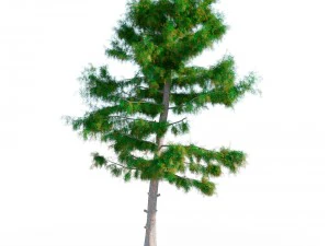 cedar tree collection 5 models 3D Model
