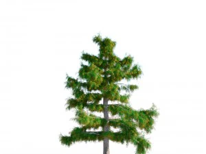 cedar tree collection 5 models 3D Model