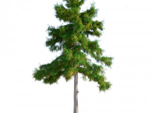 cedar tree collection 5 models 3D मॉडल