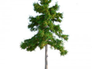 cedar tree collection 5 models 3D Model