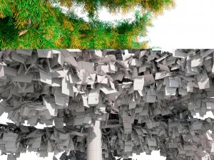 cedar tree collection 5 models 3D Model