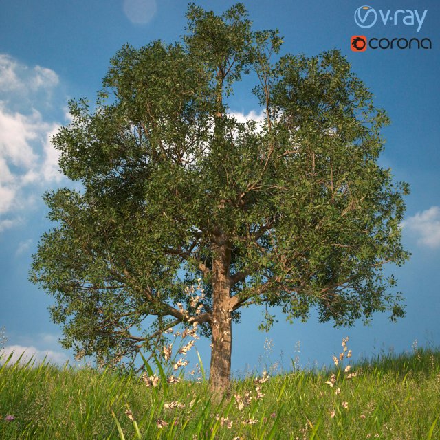 tree no 1 3Dモデル .c4d .max .obj .3ds .fbx .stl .blend 