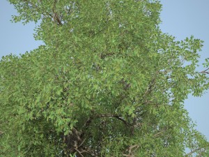 tree no 1 3Dモデル