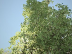 tree no 1 3Dモデル