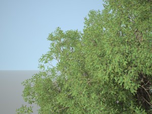 tree no 1 3Dモデル