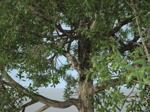 tree no 1 3Dモデル