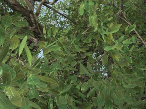 tree no 1 3Dモデル