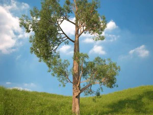 3 numaralı ağa&ccedil; 3D Model